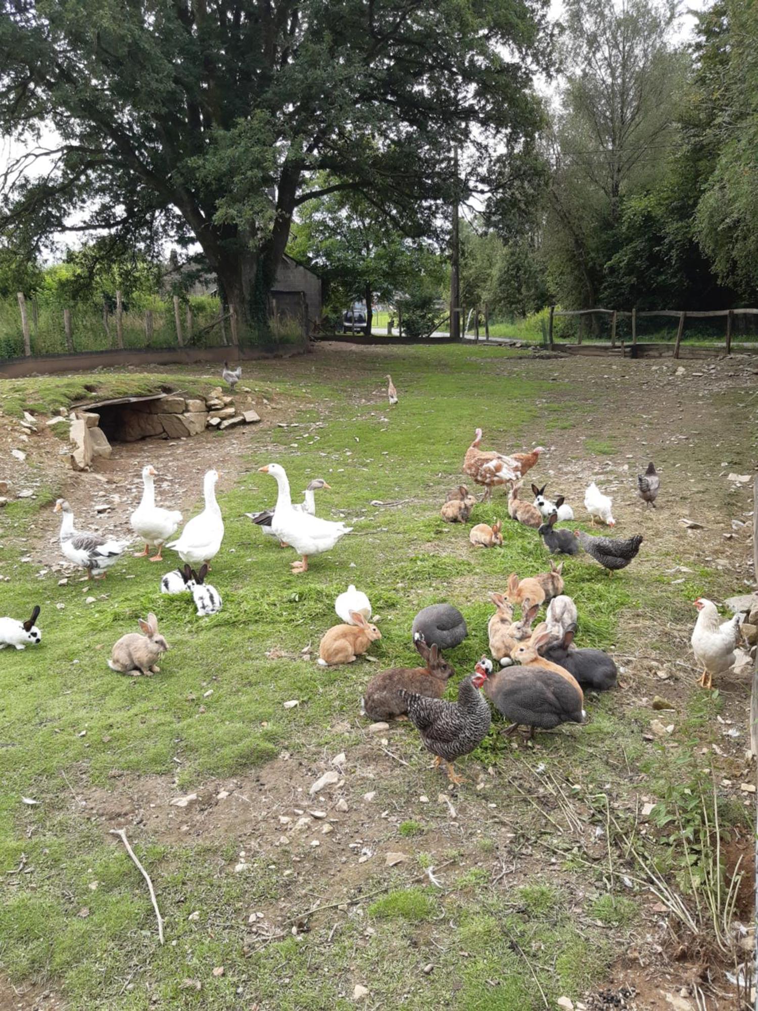 Gite Le Cheval Ardennais Gouvy Εξωτερικό φωτογραφία